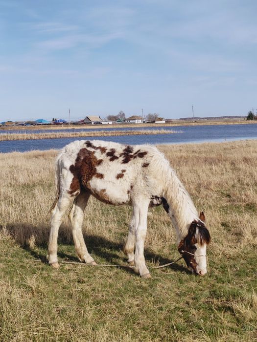 Жабагы , тай ! Обмен
