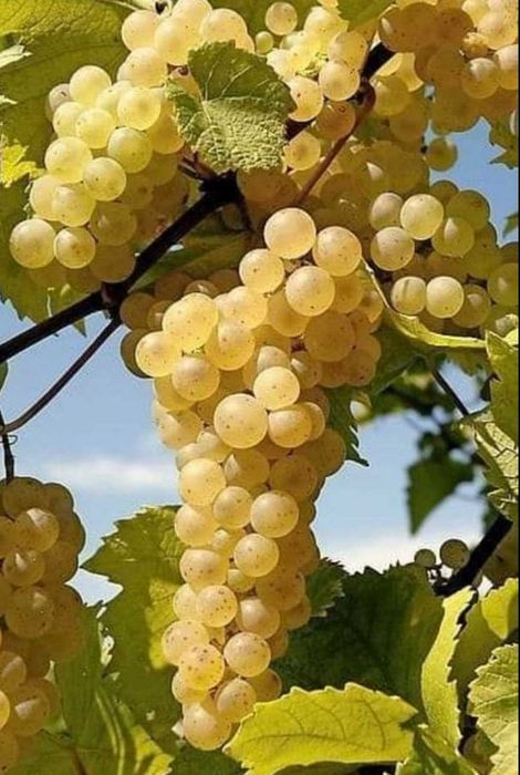 Vindem struguri de vin cu transport la domiciliu în jud. Olt, pret de producator