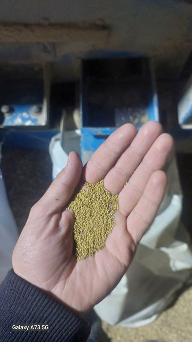 Жонышқа ұрық пектустан өткен