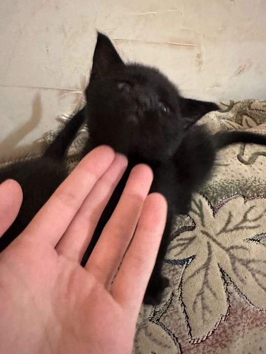 Отдам котят бесплатно