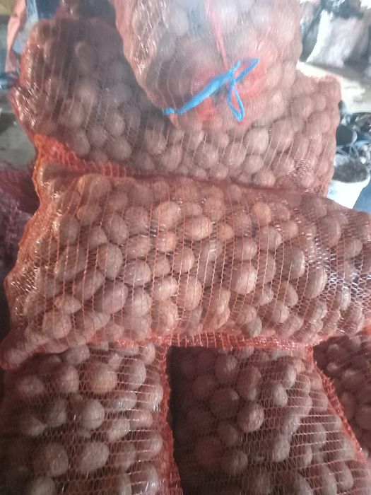 Cartofi de sămânță