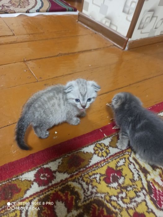 Сотилвоти Чирчик шахарда