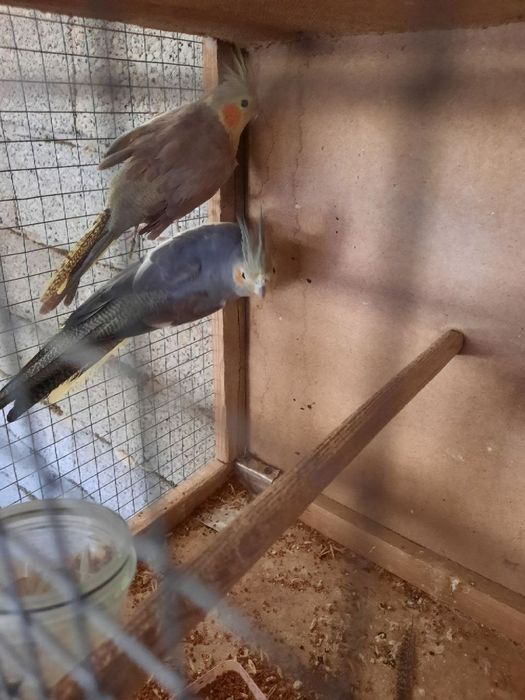 Бизнес килиш учун тайёр ишлаётган Корелла попугайлар сотилади.