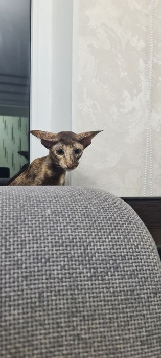 Продам кошку Ориентал