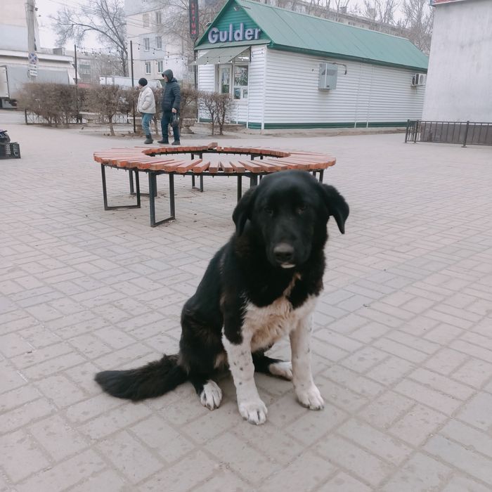 Пристраивается в добрые руки собака
