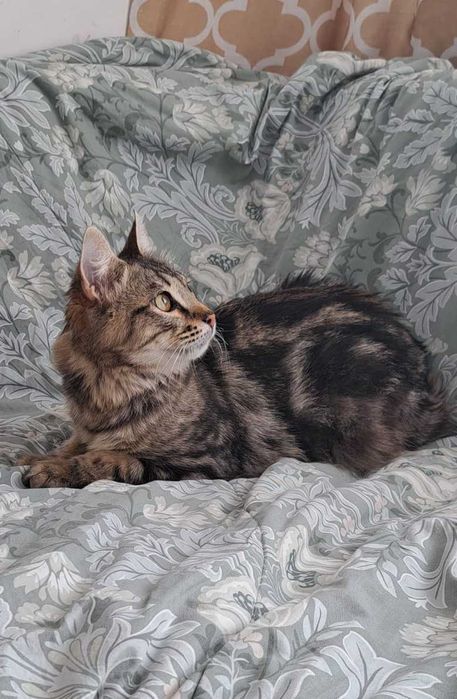 Ласковый котик ищет дом