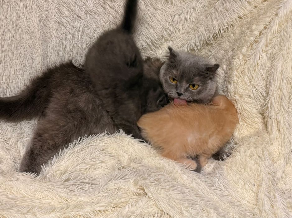 Британские котята 2 мальчика