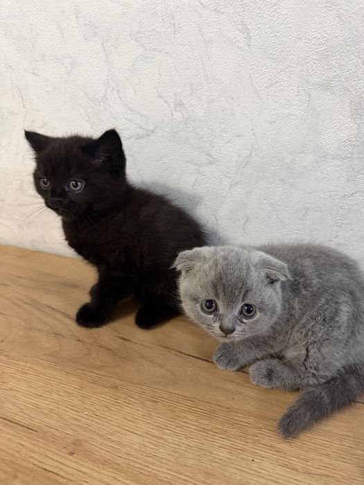 Котята шотландские