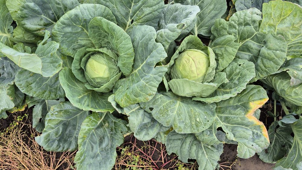 Varza de buzau în cantități mari și mici