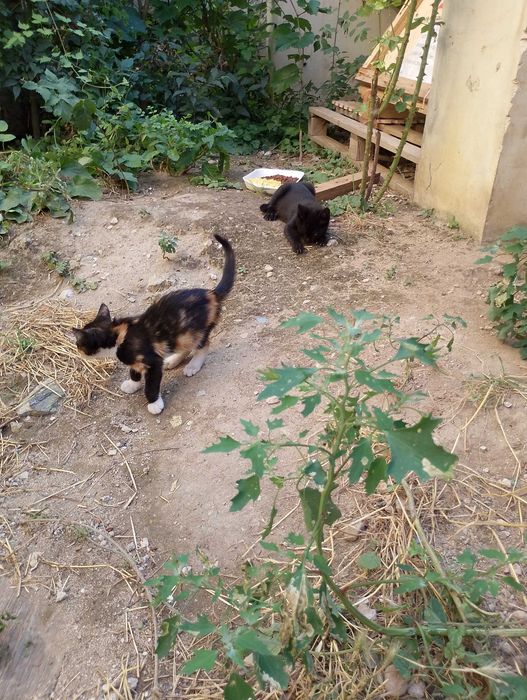 Подарявам малки котенца