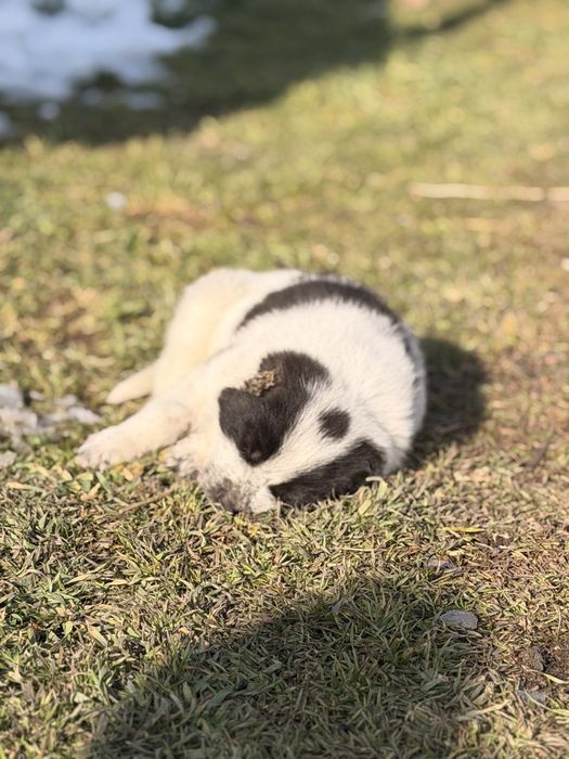 Алабай тобет кушык