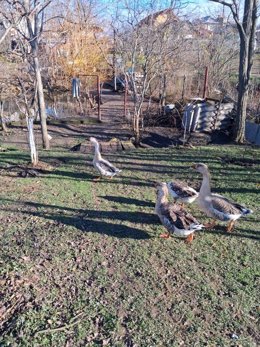 Gâște românești .