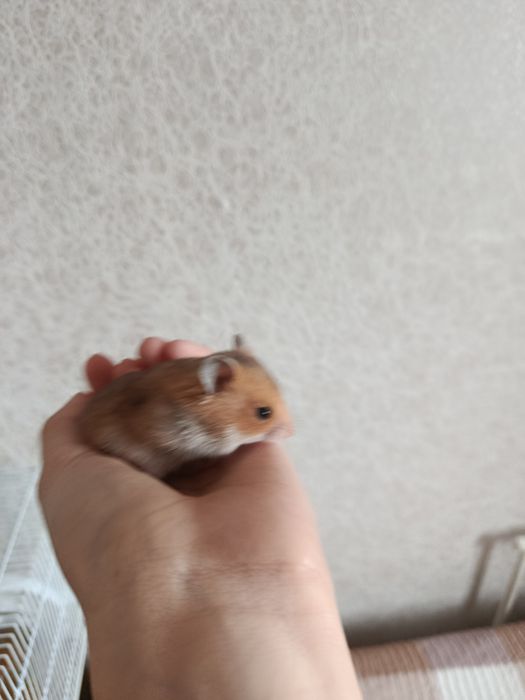 Сирийские хомячки.