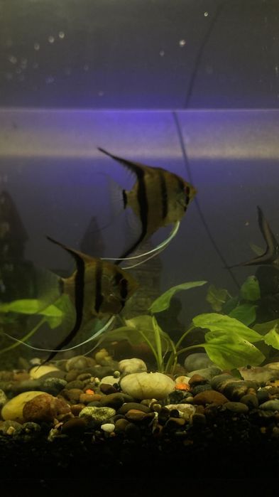 рыбы аквариумные/ балықтар аквариумға