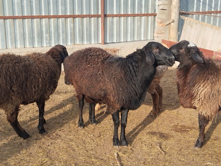 Кошкар сатылады кой