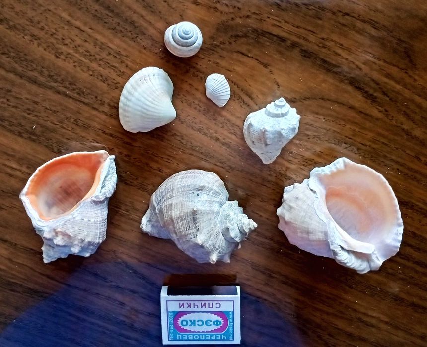 Ракушки морские. Доставка.