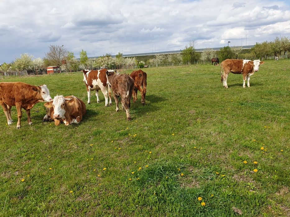 Vand 5 juninci baltate