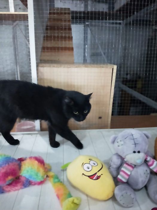 Кошечку Мусю в добрые руки