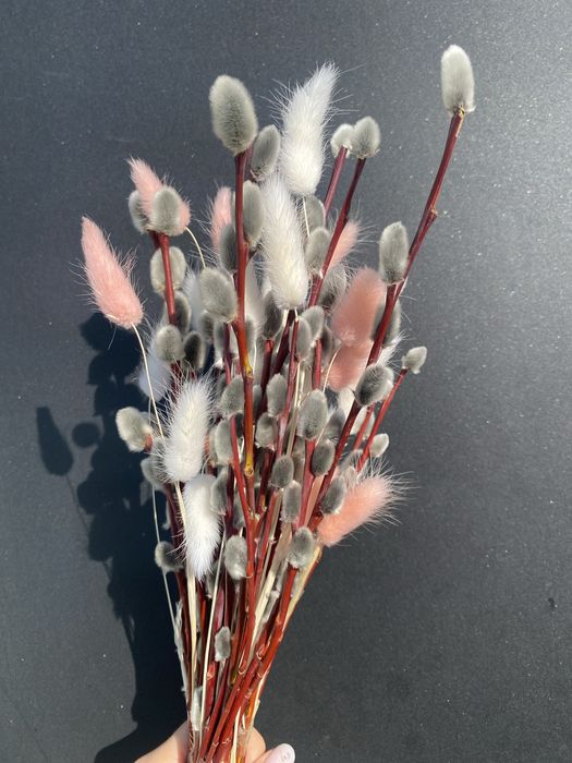 Верба красная разной длины