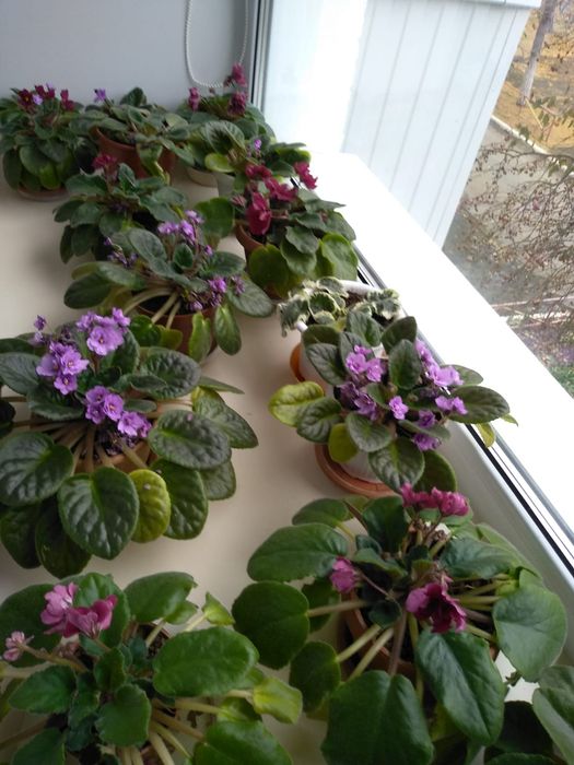 Домашние цветущие фиалки.