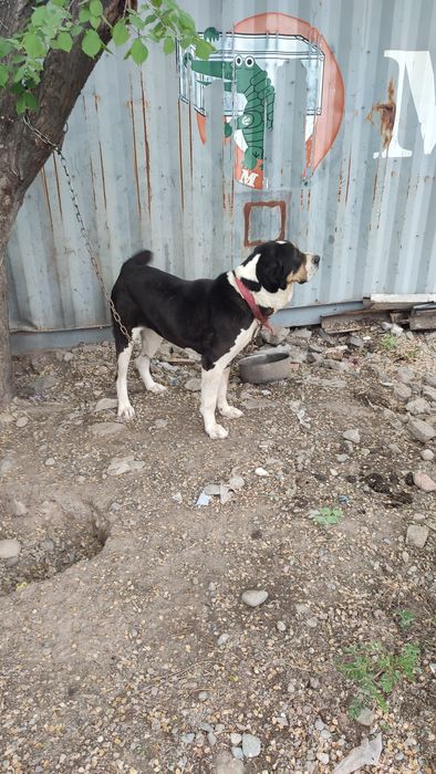 СреднеАзиатская Овчарка