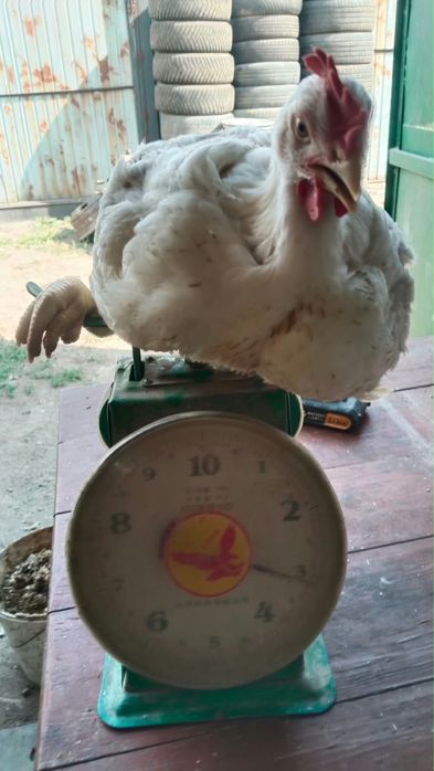 Продам бролерный курей