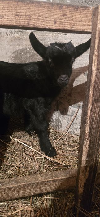 Срочно Продам Козлят!