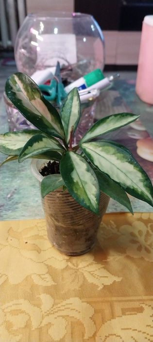 Продам цветок хойя