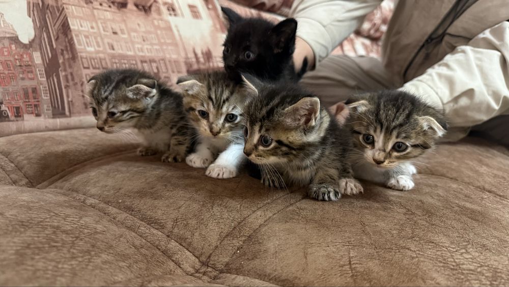 Отдаем котят в добрые руки