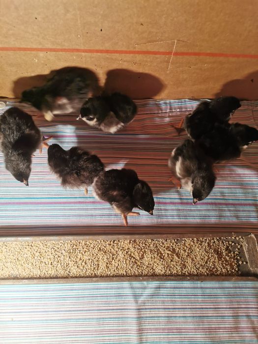 Vând pui de australorp negru