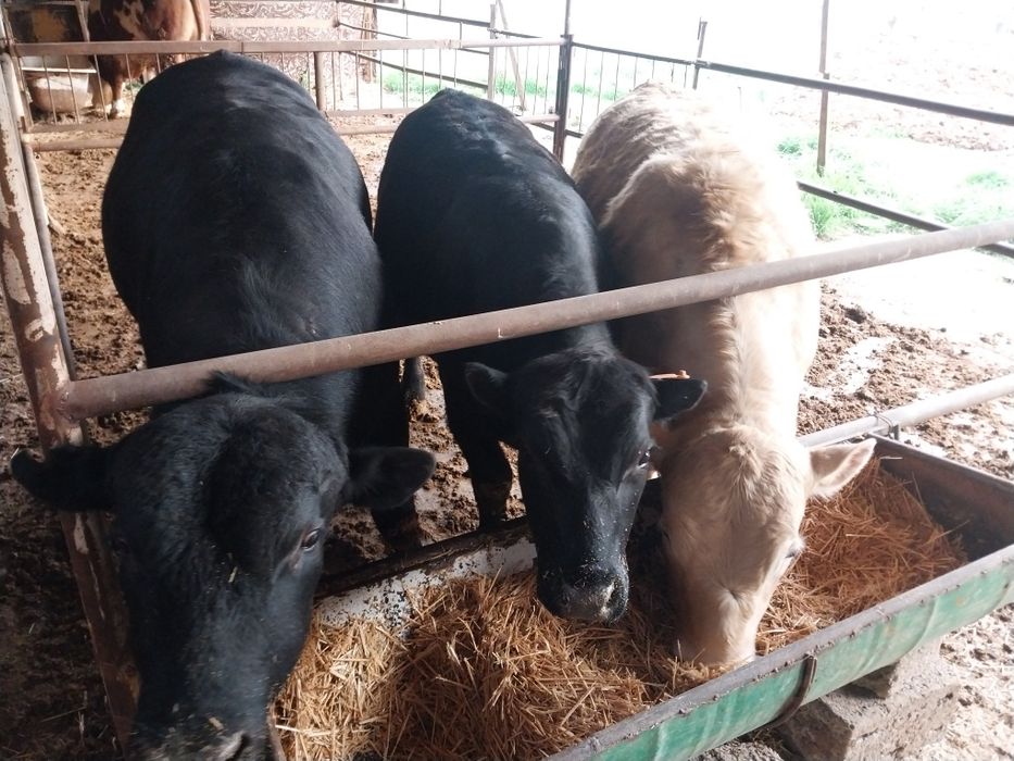 Qoramol sotiladi buqalar Сментал/Ангус/Авликол/