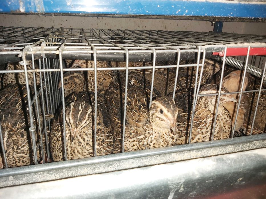 Prepelite outoare rasa Japoneza