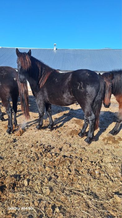 Продам жеребцов 3 года упитанные