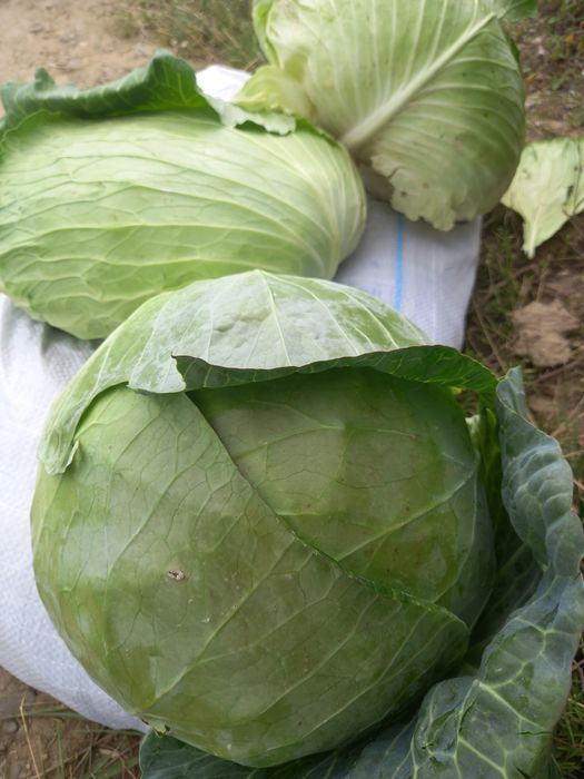 Varza plata și rotunda