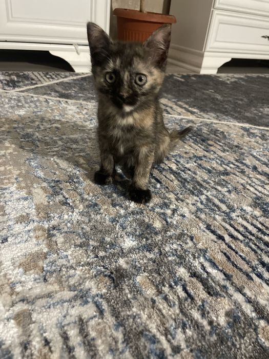 Котенок девочка 2 месяца