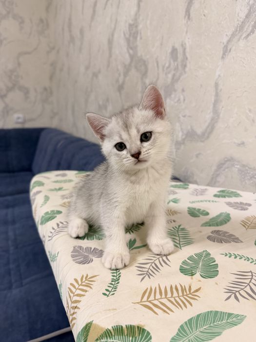 Котята Скоттиш-страйт