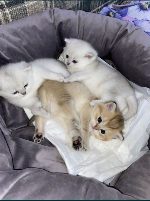 Шиншила на вязку.