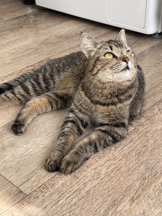 Отдам кошечку в добрые руки