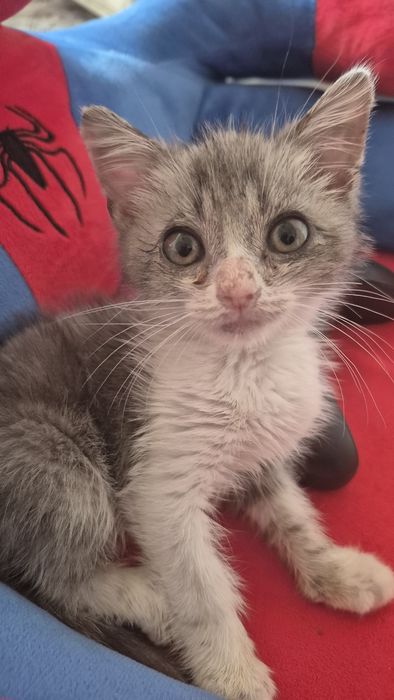 Котенок 1 месяц мальчик