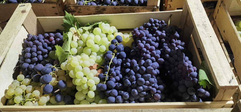 Struguri de masa Romanesti - Jud Prahova