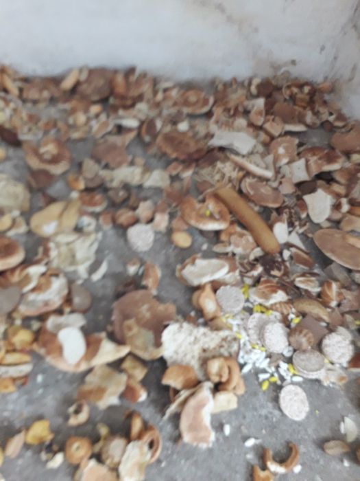 Сухори1.мешок.2000