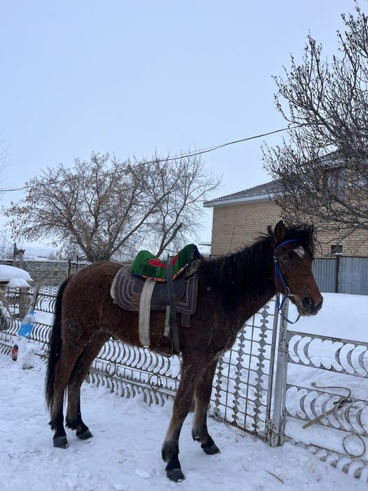 Кунан шыгар,Актобеде тур