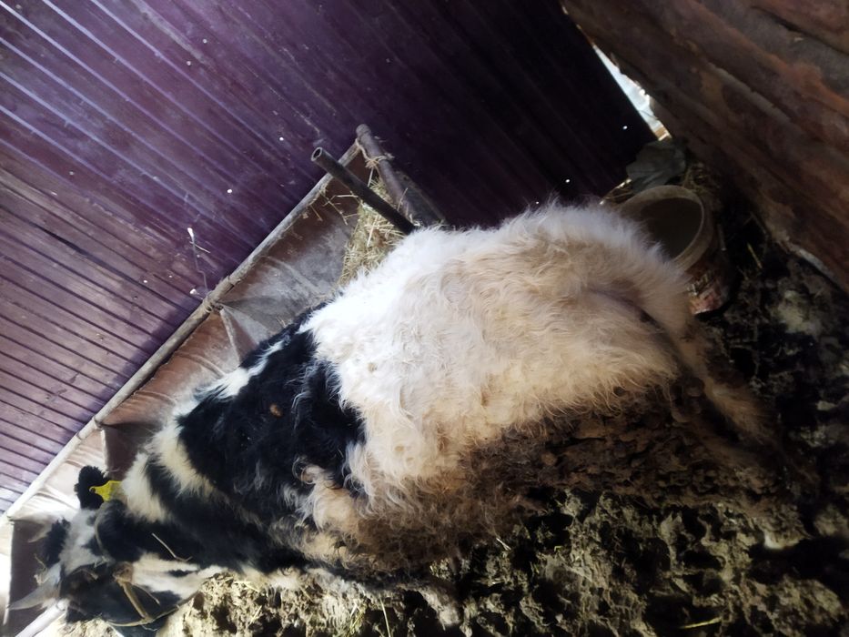 Семиз Бир Туган кашар бордакы