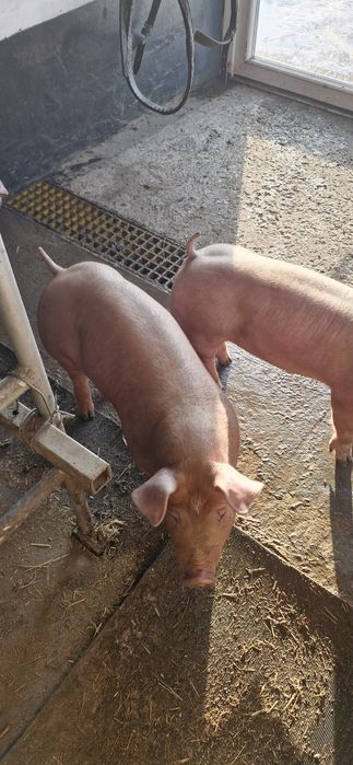 Vand iepuri de curte