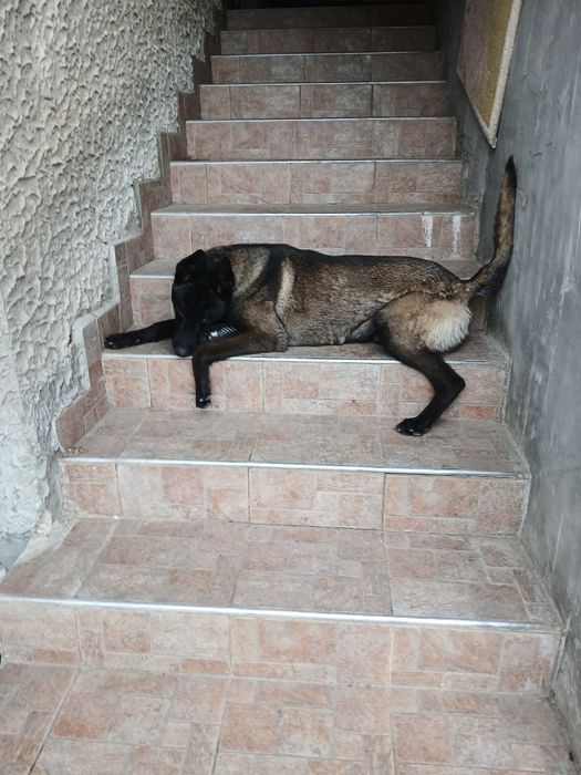 Подарявам белгийска овчарка