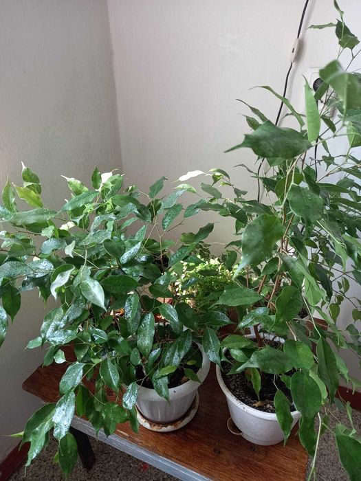 Продам комнатные цветы.