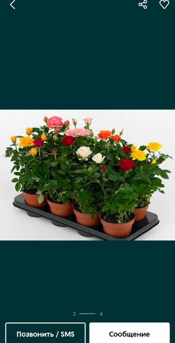 Роза кошеттербар