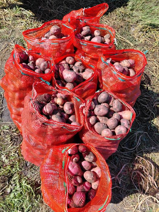 Продам картофель