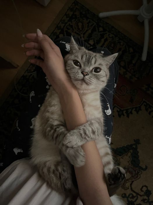 отдам британку в добрые руки