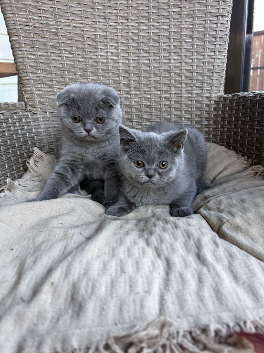 Котенца Шотландски късокосмести